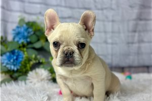 Winter - French Bulldog for sale