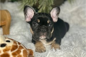 Bear - French Bulldog for sale