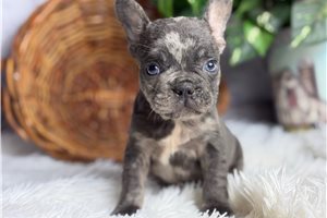 Sterling - French Bulldog for sale
