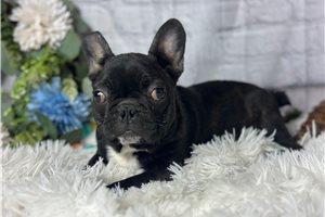 Booker - French Bulldog for sale