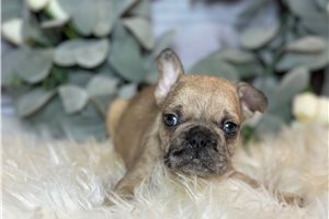 Reggie - French Bulldog for sale