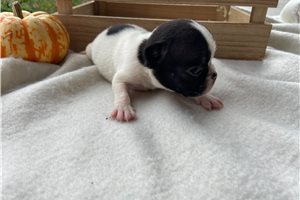 Jamie - French Bulldog for sale