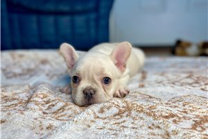 Snow - puppy for sale