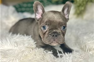 Nicholas - puppy for sale