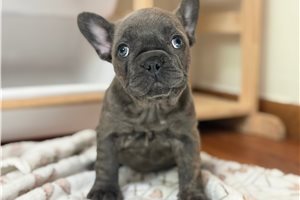 Brinley - French Bulldog for sale