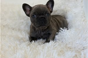Brinley - French Bulldog for sale