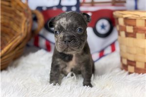 Sterling - puppy for sale