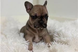 Topper - French Bulldog for sale