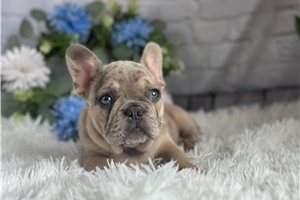 Linus - puppy for sale
