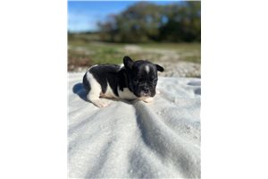 Kayce - French Bulldog for sale