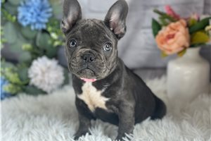 Flora - French Bulldog for sale