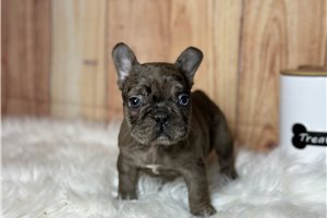 Luke - puppy for sale
