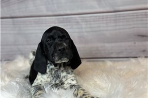 Abby - German Shorthaired Pointer for sale