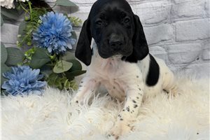 Hoss - German Shorthaired Pointer for sale