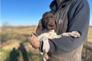 Bonnie - German Shorthaired Pointer for sale