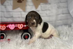 Sissy - German Shorthaired Pointer for sale