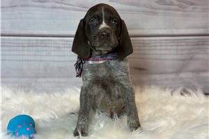 Hank - German Shorthaired Pointer for sale