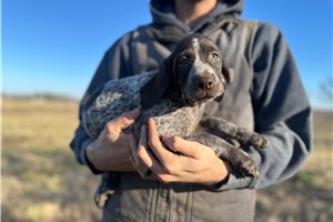 Maisie - German Shorthaired Pointer for sale