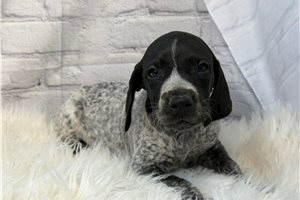 Tank - German Shorthaired Pointer for sale