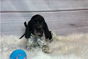 Abby - German Shorthaired Pointer for sale