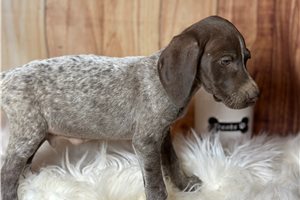 Trooper - puppy for sale