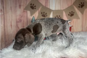 Carter - puppy for sale