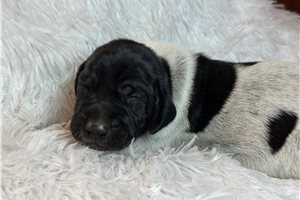 Bandit - German Shorthaired Pointer for sale