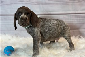 Dallas - German Shorthaired Pointer for sale
