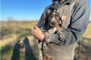 Penny - German Shorthaired Pointer for sale
