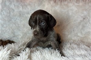 Trooper - German Shorthaired Pointer for sale