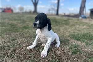 Bandit - German Shorthaired Pointer for sale