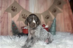 Tripp - German Shorthaired Pointer for sale
