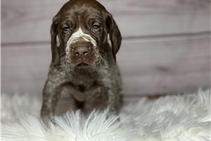 Dallas - German Shorthaired Pointer for sale