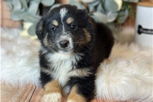 Bear - puppy for sale