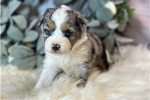 Blaire - puppy for sale