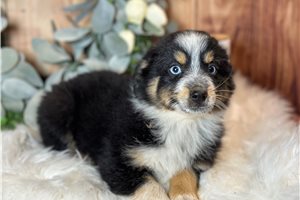 Bullet - puppy for sale