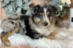 Bandit - puppy for sale