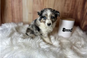 Bailey - Miniature Australian Shepherd for sale