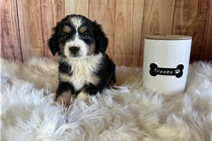 Blaine - puppy for sale