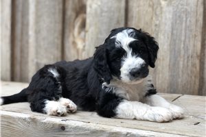 Lottie - Bernedoodle, Mini for sale