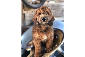 Yeah Yeah - Bernedoodle, Mini for sale