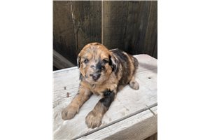 Jazzy - Mixed/Other for sale