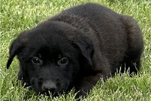 Avery - puppy for sale
