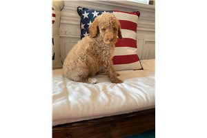 Dolly - Poodle, Standard for sale