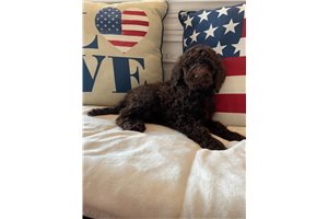 Karli - Poodle, Standard for sale