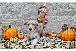 Bianca - Aussiedoodle for sale