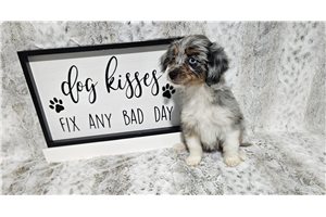 Bitsy - Aussiedoodle for sale