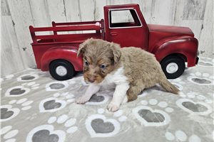 Bibi - Aussiedoodle for sale