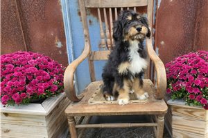 Benjamin - Aussiedoodle for sale