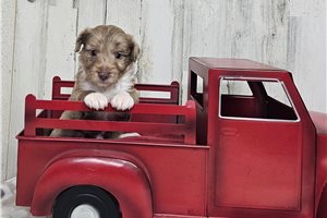 Bianca - Aussiedoodle for sale